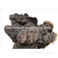 Hot Chaga Extract for Sale